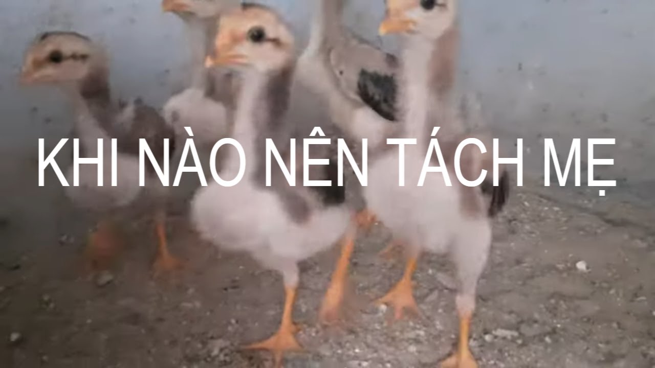 Gà con nuôi bao nhiêu lâu thì tách mẹ được