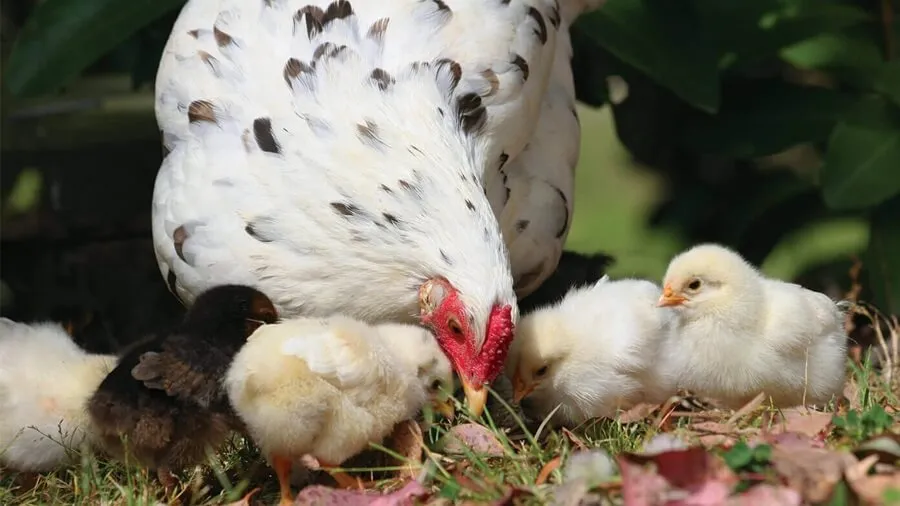 Cách Chăm Sóc Gà Con Sau Khi Được Tách Khỏi Mẹ