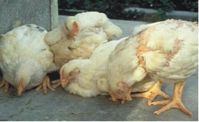 BỆNH ỨC GÀ - Pharmavet Group