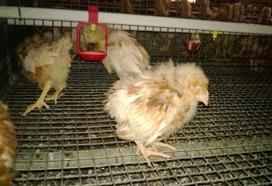 Bệnh Gumboro - Nỗi lo của người chăn nuôi gia cầm - Khoa học Thú y và Nuôi trồng Thủy sản Mebipha