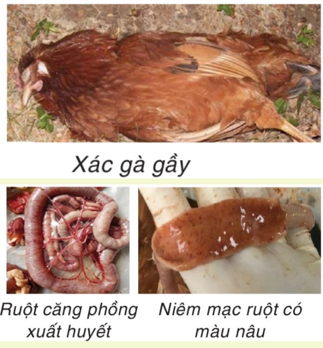 Gà bị viêm ruột hoại tử: Nguyên nhân, triệu chứng và cách điều trị