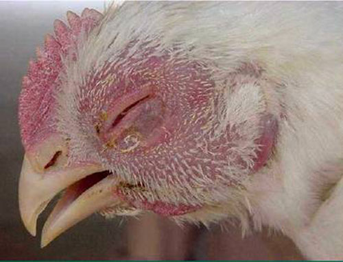 Bệnh ecoli ở gà và cách điều trị bệnh phù hợp