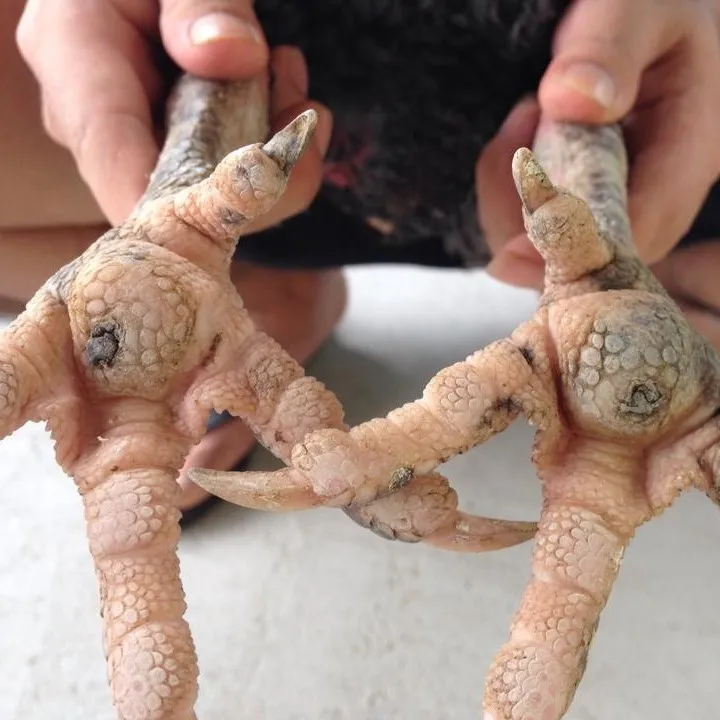 LẬU ĐẾ KÉ CHẬU CHO GÀ cách chữ.a lậu đế gà chọi HÀNG T HÁI LAN - Lazada |  Lazada.vn