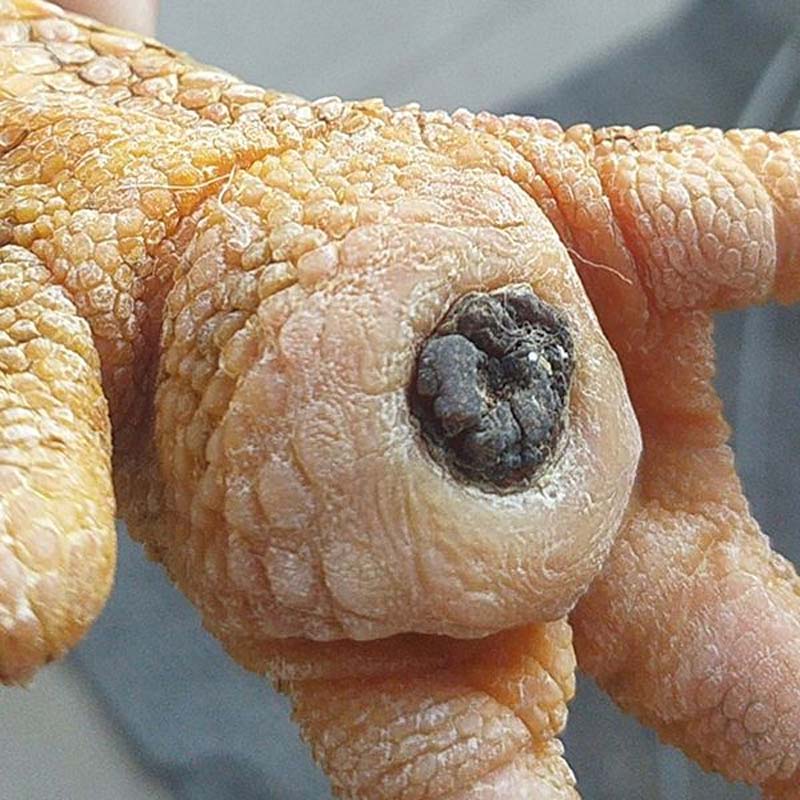 Nguyên nhân, cách điều trị và cách phòng ngừa gà bị ké chậu