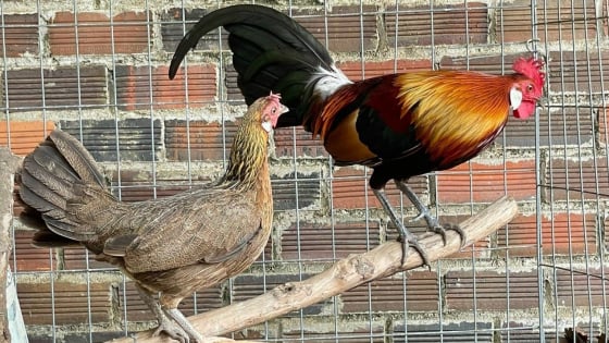 Gà rừng gáy ở vườn nhà