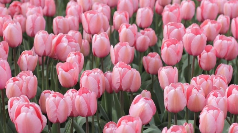 Khám phá thế giới hoa với vẻ đẹp quyến rũ và ý nghĩa độc đáo