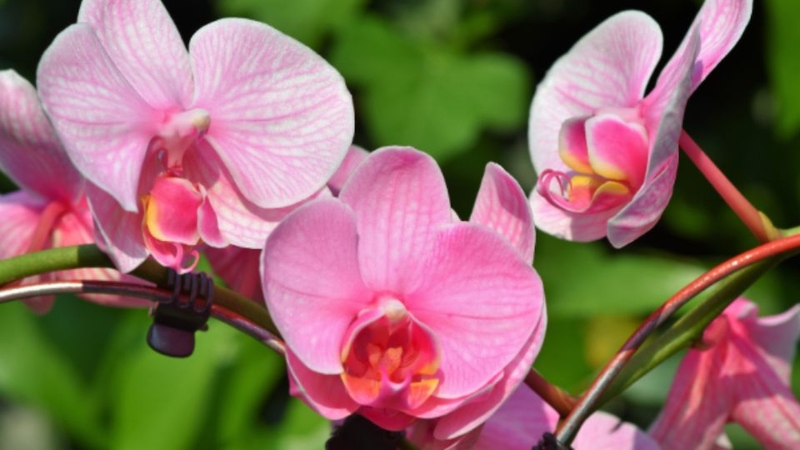 Khám phá thế giới hoa với vẻ đẹp quyến rũ và ý nghĩa độc đáo