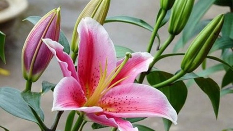 Khám phá thế giới hoa với vẻ đẹp quyến rũ và ý nghĩa độc đáo