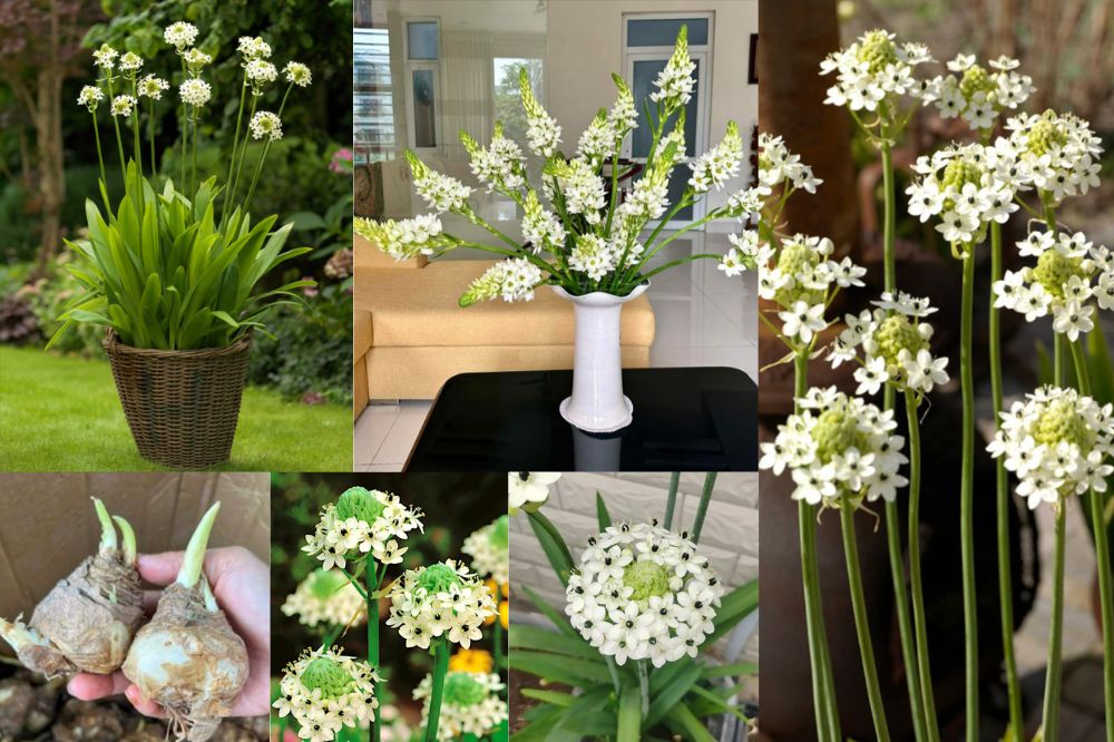 Hoa Ngọc Bích: Vẻ đẹp thuần khiết và ý nghĩa đằng sau loài hoa độc đáo này - Hoa Việt Nam