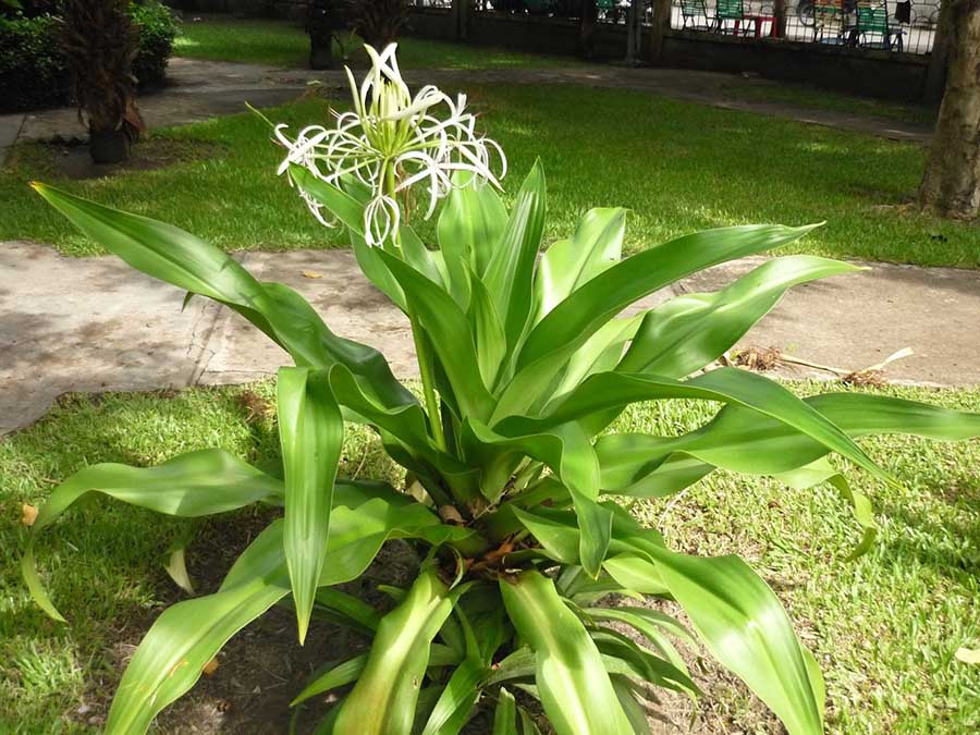 Cây thông thường Cây đại tướng quân là cây gì? Đặc điểm nhận biết, ý nghĩa, cách trồng