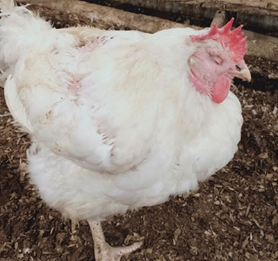 Bệnh hen gà: Hãy xem vì sao bạn cần bí quyết trị dứt điểm! 6