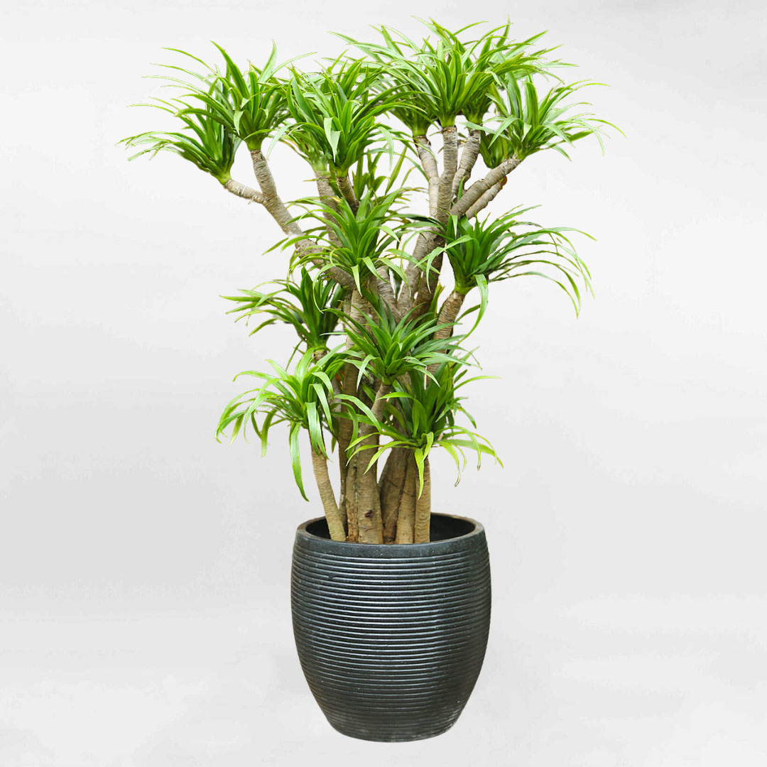 Cây đại lộc là cây gì? Đặc điểm nhận biết, ý nghĩa, cách trồng