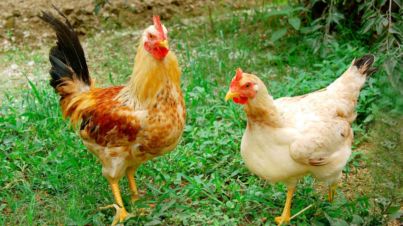 Gà Tam Hoàng là gà gì? Tìm hiểu cách chế biến gà Tam Hoàng