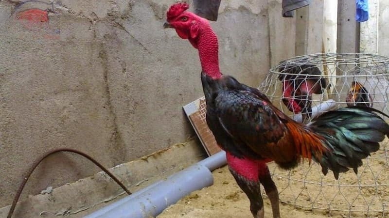 Đá gà đòn là gì? Hướng dẫn chọn gà chọi đòn hay cho kê thủ