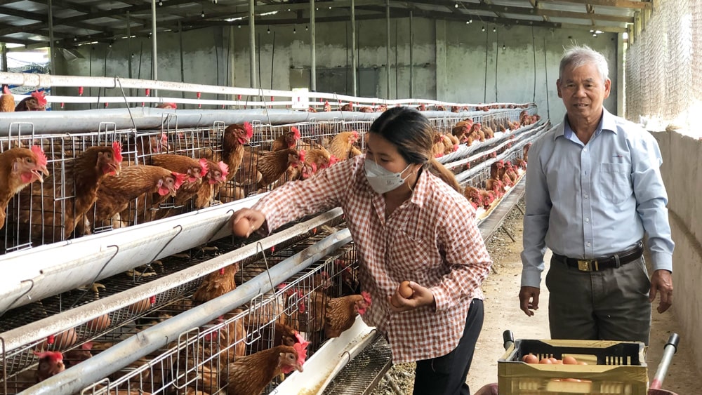 Ứng dụng tự động hóa trong chăn nuôi gà đẻ