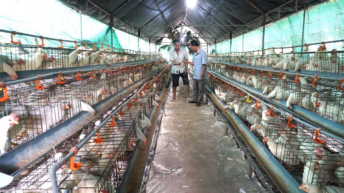 Hệ thống chuồng trại nuôi gà đẻ hiện đại