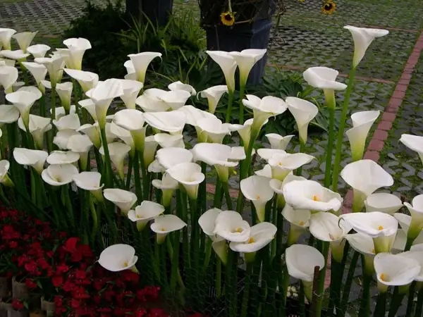 Ý nghĩa sâu sắc của hoa Rum trong đời sống và văn hóa