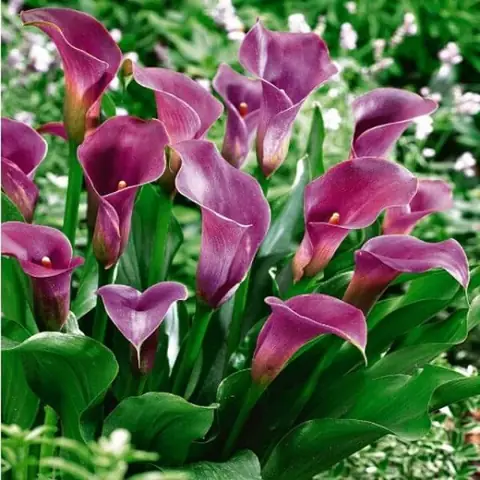 Hoa Rum: Đặc điểm, Ý nghĩa, Cách Trồng và Chăm Sóc Đúng Kỹ Thuật