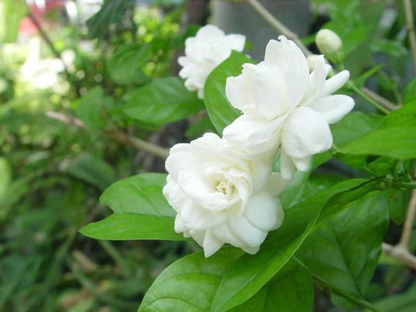 Góc ảnh nghệ thuật hoa nhài