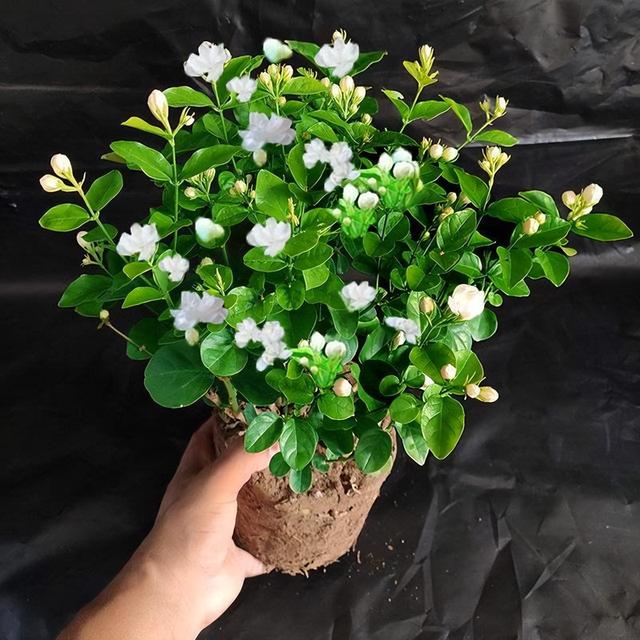 Chậu hoa nhài giống