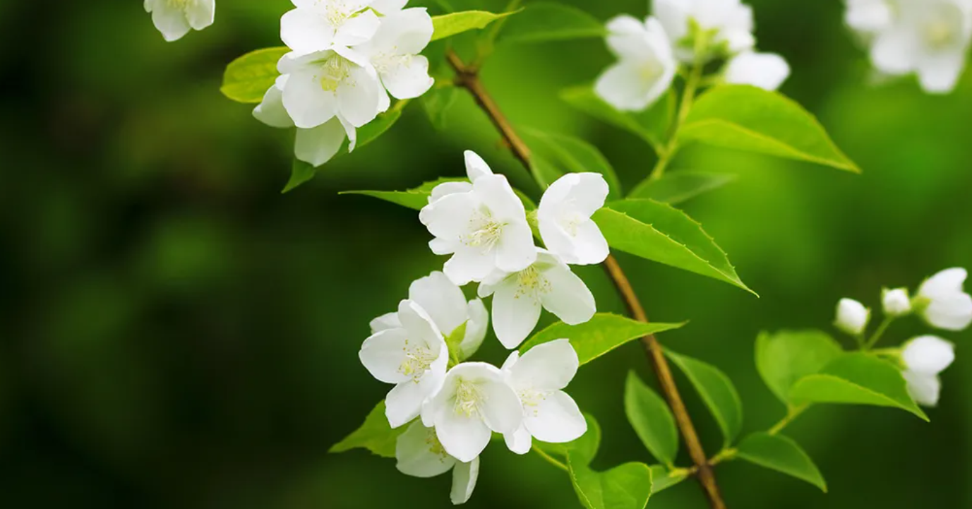 Hoa nhài vừa nở rộ