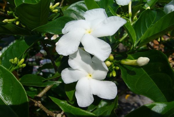 Lài tây trắng rạng rỡ