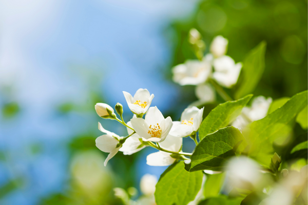 Những đóa nhài xinh xắn