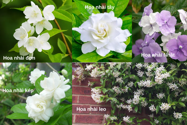 Phân loại các giống hoa nhài thường gặp