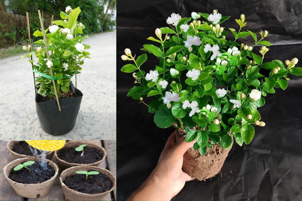 Kỹ thuật trồng và chăm sóc hoa nhài