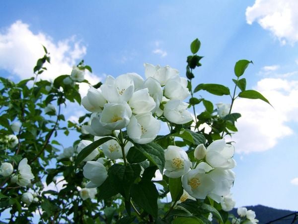 Nụ hoa nhài e ấp