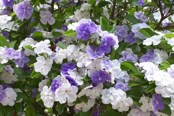 Hoa nhài Nhật Brunfelsia hopeana