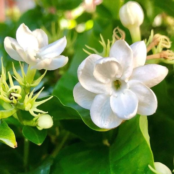 Vẻ đẹp tinh khôi của những bông hoa nhài trắng muốt